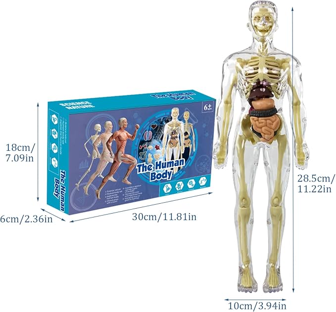 Cuerpo Humano Transparente para Niños: Anatomía en 29 Piezas - Martina Baby & Kids